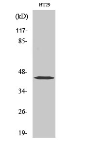 Fig.2. Western Blot analysis of A549 cells using EDG-1 Polyclonal Antibody.