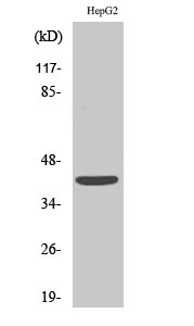 Fig. Western Blot analysis of various cells using EDG-6 Polyclonal Antibody.