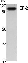 Fig.1. Western Blot analysis of various cells using EF-2 Polyclonal Antibody diluted at 1:2000.