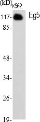Fig.1. Western Blot analysis of various cells using Eg5 Polyclonal Antibody.