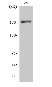 Fig. Western Blot analysis of various cells using EGFR Polyclonal Antibody diluted at 1:1000.