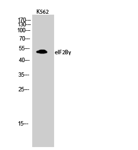 Fig.2. Western Blot analysis of K562 cells using eIF2Bγ Polyclonal Antibody diluted at 1:1000.