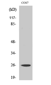 Fig. Western Blot analysis of various cells using eIF4E Polyclonal Antibody diluted at 1:1000.
