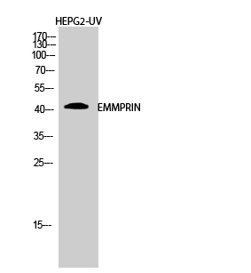 Fig.2. Western Blot analysis of HEPG2-UV cells using EMMPRIN Polyclonal Antibody diluted at 1:2000.