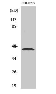 Fig. Western Blot analysis of various cells using Emp Polyclonal Antibody diluted at 1:500.