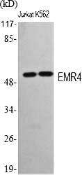 Fig.1. Western Blot analysis of various cells using EMR4 Polyclonal Antibody.