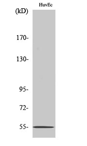 Fig.2. Western Blot analysis of COLO205 cells using EMR4 Polyclonal Antibody.