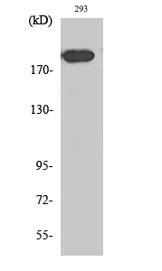 Fig. Western Blot analysis of various cells using Endo180 Polyclonal Antibody diluted at 1:1000.
