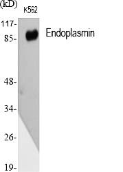 Fig.1. Western Blot analysis of various cells using Endoplasmin Polyclonal Antibody diluted at 1:1000.