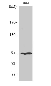 Fig.2. Western Blot analysis of HeLa cells using Endoplasmin Polyclonal Antibody diluted at 1:1000.