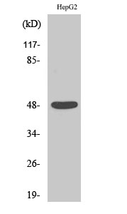 Fig.2. Western Blot analysis of HepG2 cells using Enolase Polyclonal Antibody diluted at 1:2000.