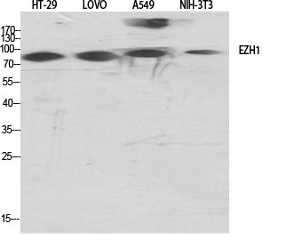 Fig.1. Western Blot analysis of various cells using ENX-2 Polyclonal Antibody.