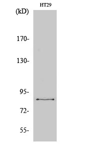 Fig.2. Western Blot analysis of COS7 cells using ENX-2 Polyclonal Antibody.