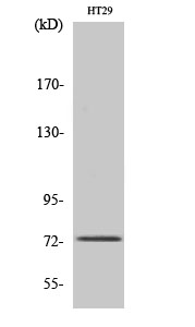 Fig. Western Blot analysis of various cells using EOMES Polyclonal Antibody.