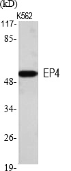 Fig.1. Western Blot analysis of various cells using EP4 Polyclonal Antibody.