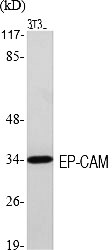 Fig.1. Western Blot analysis of various cells using EP-CAM Polyclonal Antibody diluted at 1:2000.
