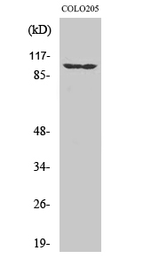 Fig. Western Blot analysis of various cells using EphA1 Polyclonal Antibody.
