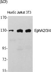Fig.1. Western Blot analysis of various cells using EphA2/3/4 Polyclonal Antibody.