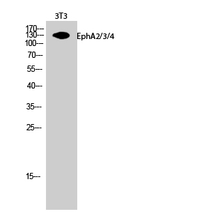 Fig.2. Western Blot analysis of 3T3 cells using EphA2/3/4 Polyclonal Antibody.