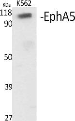 Fig.1. Western Blot analysis of various cells using EphA5 Polyclonal Antibody.