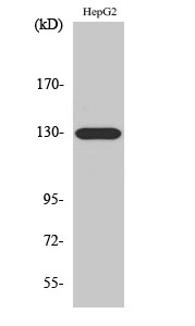 Fig.2. Western Blot analysis of A549 cells using EphA5 Polyclonal Antibody.