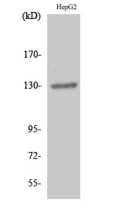 Fig.2. Western Blot analysis of HepG2 cells using EphB1/2 Polyclonal Antibody diluted at 1:500.