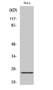 Fig. Western Blot analysis of various cells using Ephrin-A2 Polyclonal Antibody.