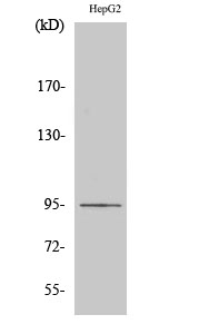 Fig. Western Blot analysis of various cells using Ephrin-A4 Polyclonal Antibody diluted at 1:500.