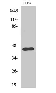 Fig. Western Blot analysis of various cells using Ephrin-B1 Polyclonal Antibody.
