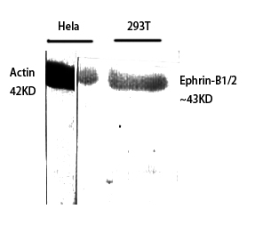 Fig.1. Western Blot analysis of various cells using Ephrin-B1/2 Polyclonal Antibody diluted at 1:500.