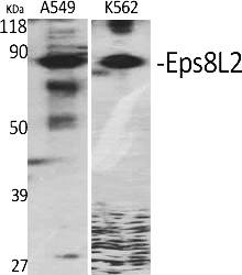 Fig.1. Western Blot analysis of various cells using Eps8L2 Polyclonal Antibody.