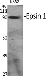 Fig.1. Western Blot analysis of various cells using Epsin 1 Polyclonal Antibody diluted at 1:1000.