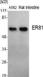 Fig.1. Western Blot analysis of various cells using ER81 Polyclonal Antibody.