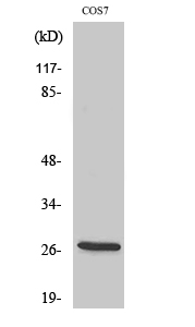 Fig. Western Blot analysis of various cells using ERAB Polyclonal Antibody.