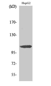Fig. Western Blot analysis of various cells using ERAP1 Polyclonal Antibody diluted at 1:500.