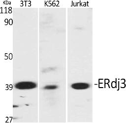 Fig.1. Western Blot analysis of various cells using ERdj3 Polyclonal Antibody diluted at 1:2000.
