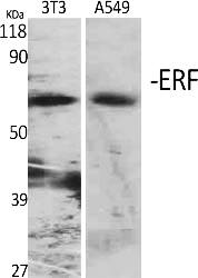Fig.1. Western Blot analysis of various cells using ERF Polyclonal Antibody.