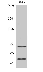 Fig.2. Western Blot analysis of HepG2 cells using ERF Polyclonal Antibody.