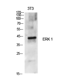 Fig.1. Western Blot analysis of various cells using ERK 1 Polyclonal Antibody diluted at 1:500.
