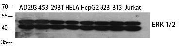 Fig.1. Western Blot analysis of various cells using ERK 1/2 Polyclonal Antibody diluted at 1:1000.