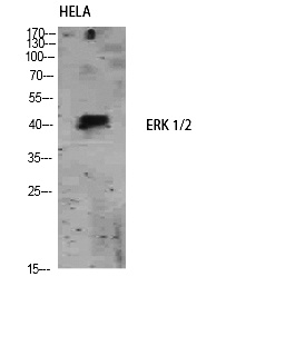 Fig.3. Western Blot analysis of HELA using ERK 1/2 Polyclonal Antibody. Antibody was diluted at 1:1000.