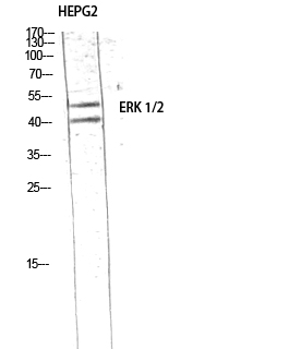 Fig.4. Western Blot analysis of HEPG2 using ERK 1/2 Polyclonal Antibody diluted at 1:1000.