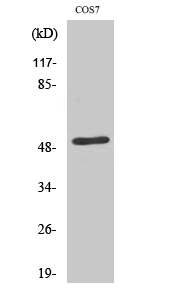 Fig. Western Blot analysis of various cells using ETAR Polyclonal Antibody.