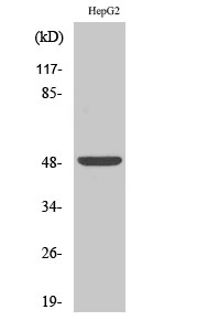 Fig. Western Blot analysis of various cells using ETAR Polyclonal Antibody.
