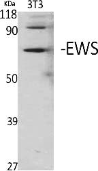 Fig.1. Western Blot analysis of various cells using EWS Polyclonal Antibody.