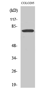 Fig.2. Western Blot analysis of COLO205 cells using EWS Polyclonal Antibody.