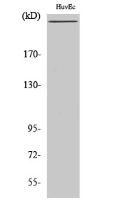 Fig.2. Western Blot analysis of HuvEc cells using Factor VIII Polyclonal Antibody.
