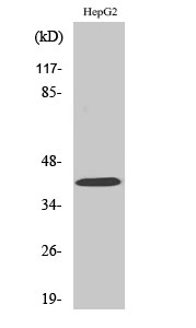 Fig. Western Blot analysis of various cells using FAM80B Polyclonal Antibody diluted at 1:500.