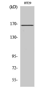 Fig. Western Blot analysis of various cells using FANCD2 Polyclonal Antibody diluted at 1:500.
