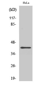 Fig.2. Western Blot analysis of HuvEc cells using FEN-1 Polyclonal Antibody diluted at 1:500.